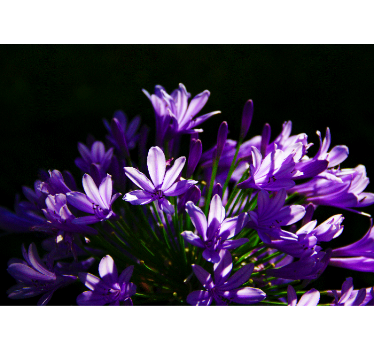 Stenska poslikava vijoličnega cvetja - TenStickers