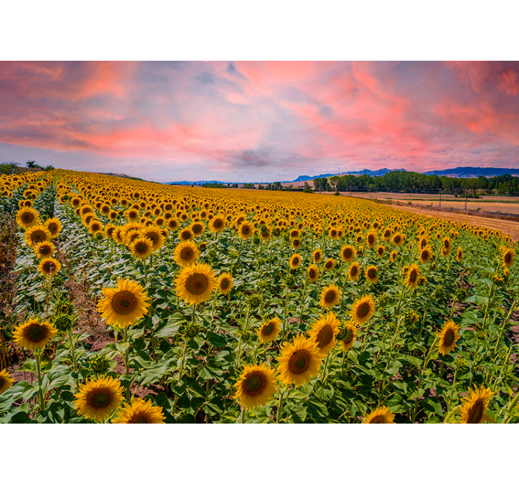 Sunflower field vista fototapete cvetje - TenStickers
