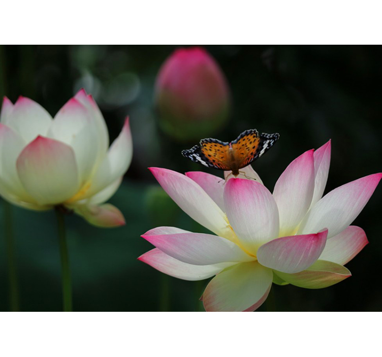 Eleganten lotosov cvet Fototapete cvetje - TenStickers