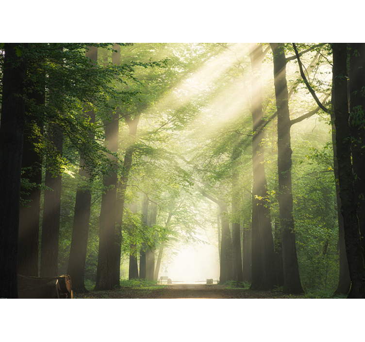 Radiant verdant woods fototapeta gozd - TenStickers