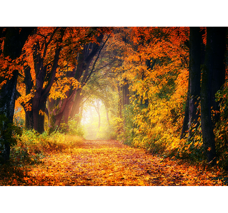 Autumn pathway scene fototapeta gozd - TenStickers