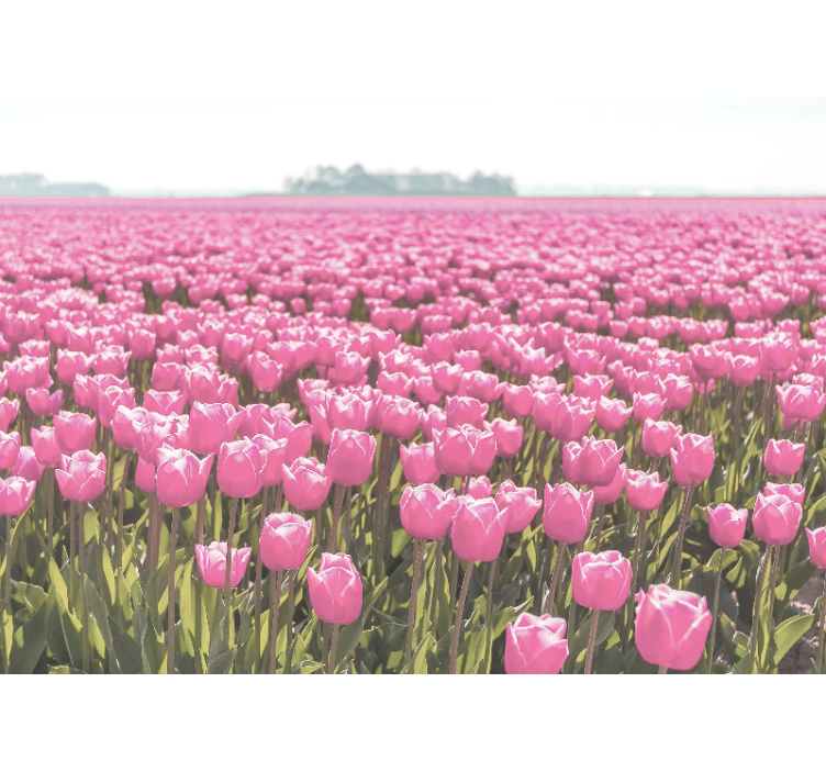 Pink tulip fields fototapeta z makovimi cvetovi - TenStickers