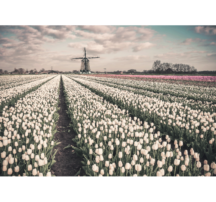 Tulip field scenery fototapete cvetje - TenStickers