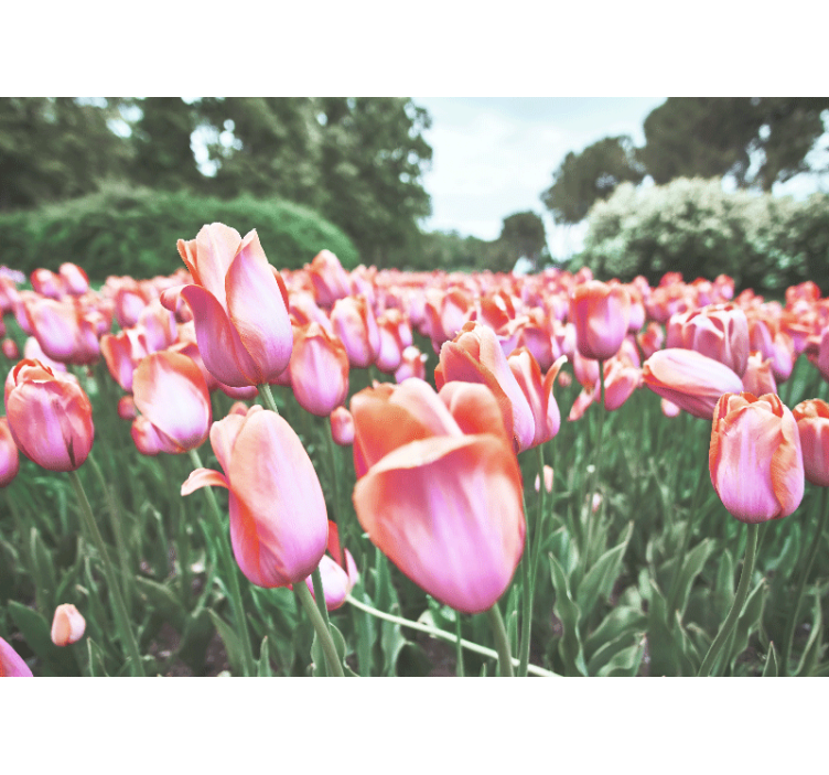 Tulip field bloom fototapeta z makovimi cvetovi - TenStickers