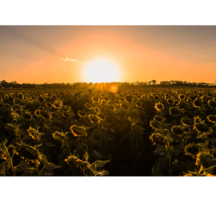 Sunflower meadow twilight fototapete cvetje - TenStickers