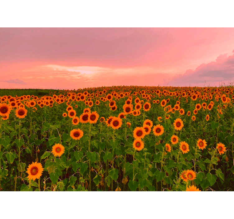 Vibrant sunflower field fototapete cvetje - TenStickers
