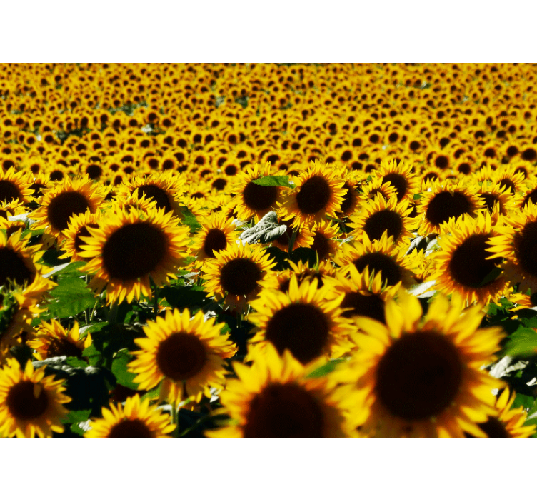 Sunflower meadow bloom fototapete cvetje - TenStickers