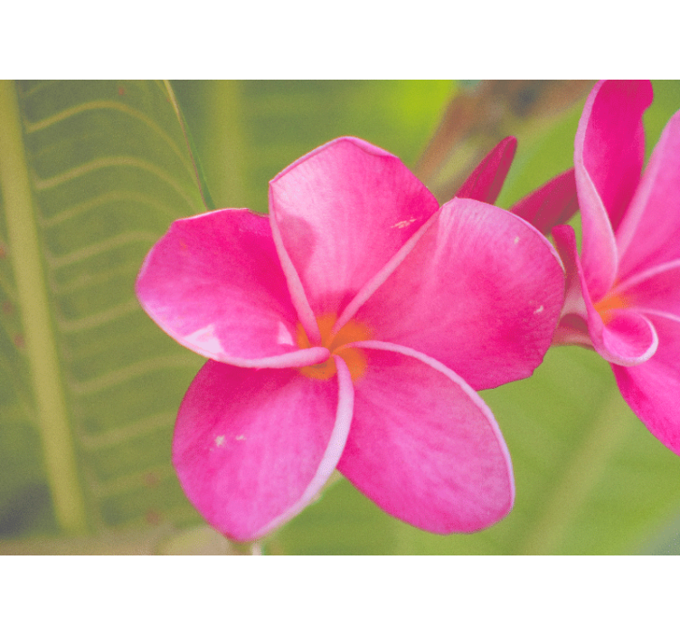 Pink floral accent fototapete cvetje - TenStickers