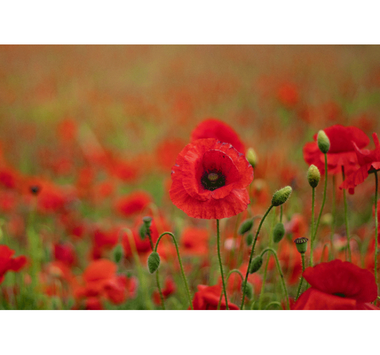 Lively poppy blossoms fototapeta z makovimi cvetovi - TenStickers