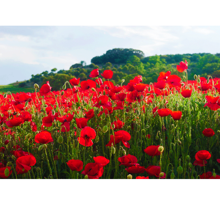 Red poppy field fototapeta z makovimi cvetovi - TenStickers