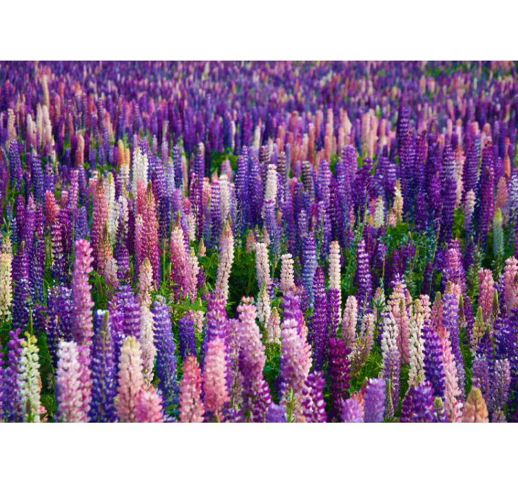 Lush purple blooms fototapete cvetje - TenStickers