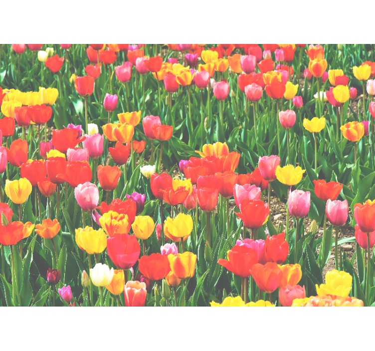 Tulip field blooms fototapete cvetje - TenStickers