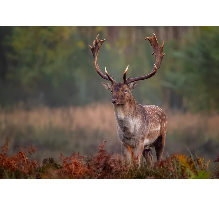 Majestic stag presence fototapete z živalmi - TenStickers