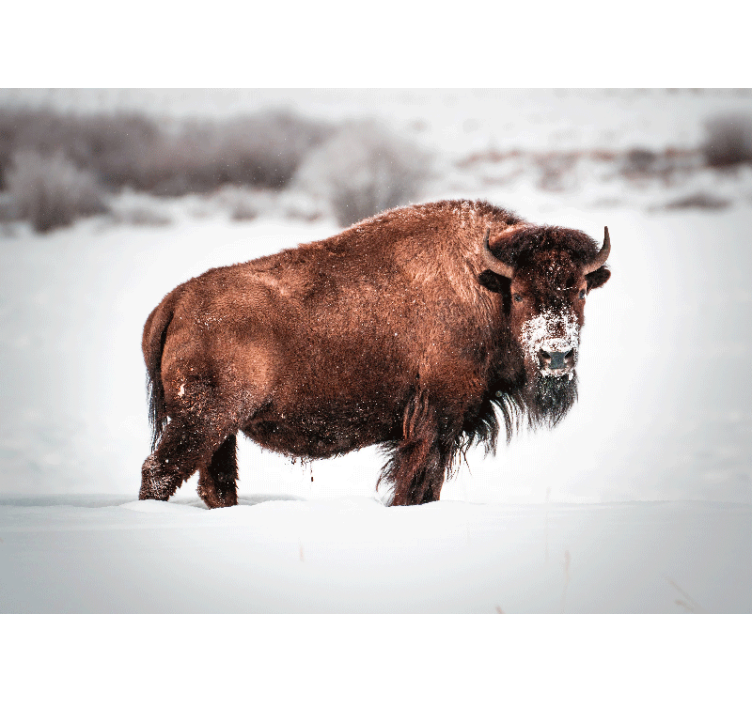 Majestic bison stance fototapete z živalmi - TenStickers