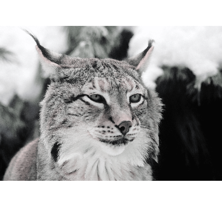 Lynx with intense gaze fototapete z živalmi - TenStickers