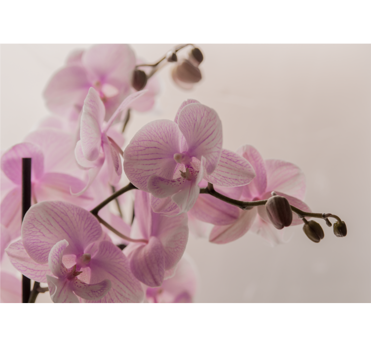 Delicate orchid blooms fototapeta z orhidejami - TenStickers