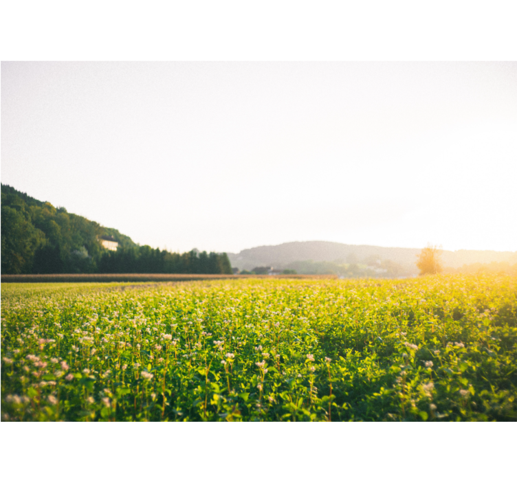 Tranquil meadow scenery fototapete narava - TenStickers