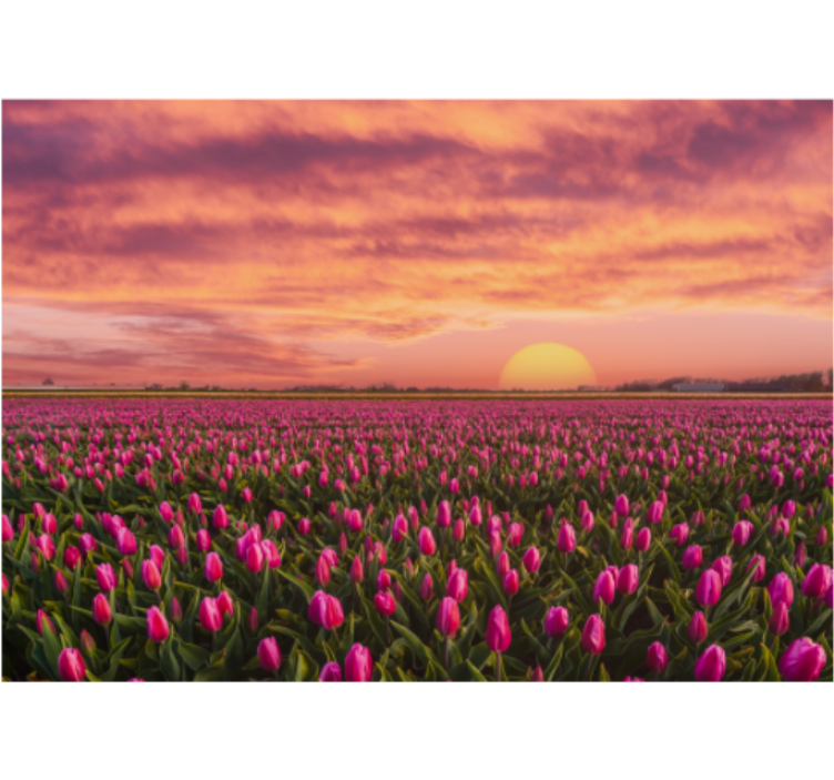 Tulip field sunset fototapete s cvetjem - TenStickers