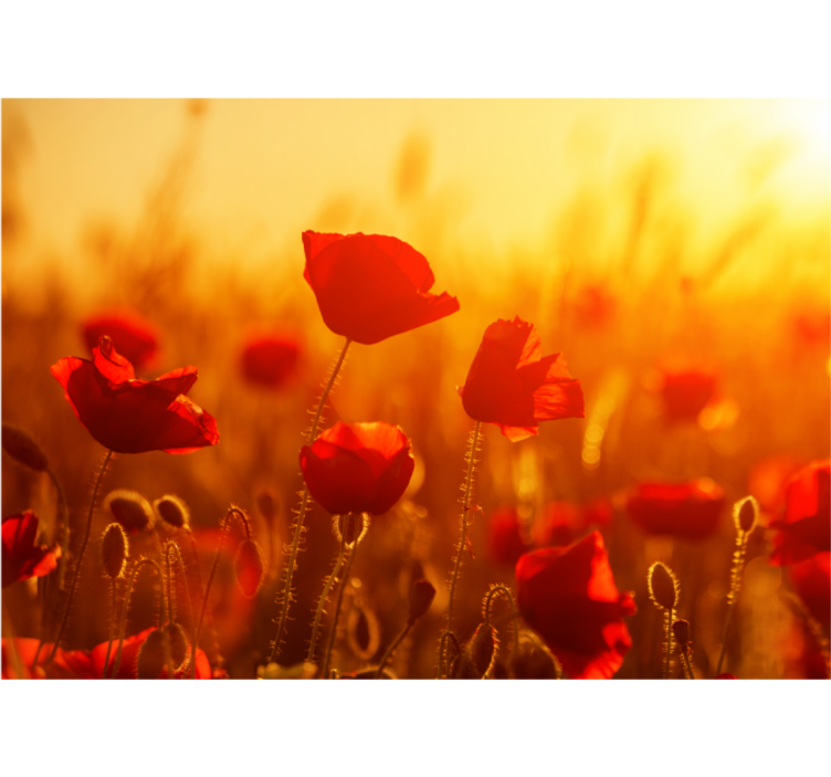 Poppy field sunrise fototapeta z makovimi cvetovi - TenStickers
