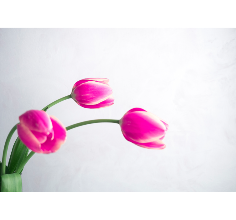 Blossoms of pink tulips fototapeta z makovimi cvetovi - TenStickers