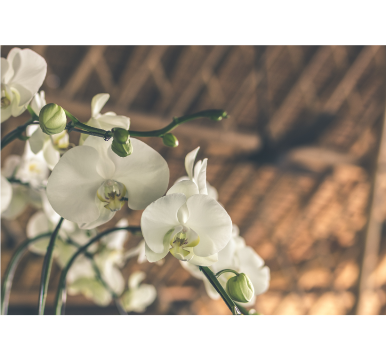 Elegant orchid blooms fototapeta z orhidejami - TenStickers