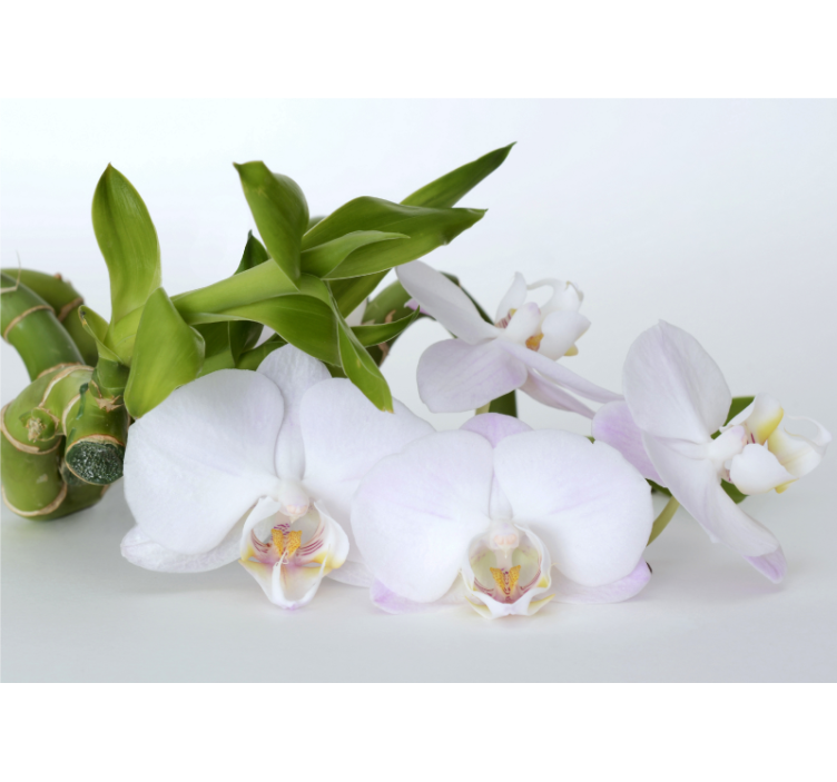 Elegant orchid arrangement fototapeta z orhidejami - TenStickers