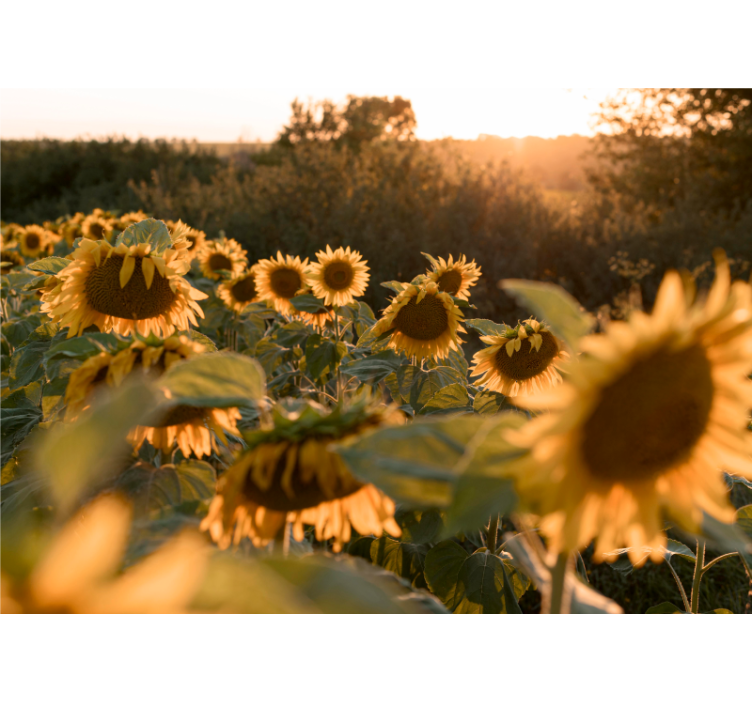 Sunflower field serenity fototapete cvetja - TenStickers