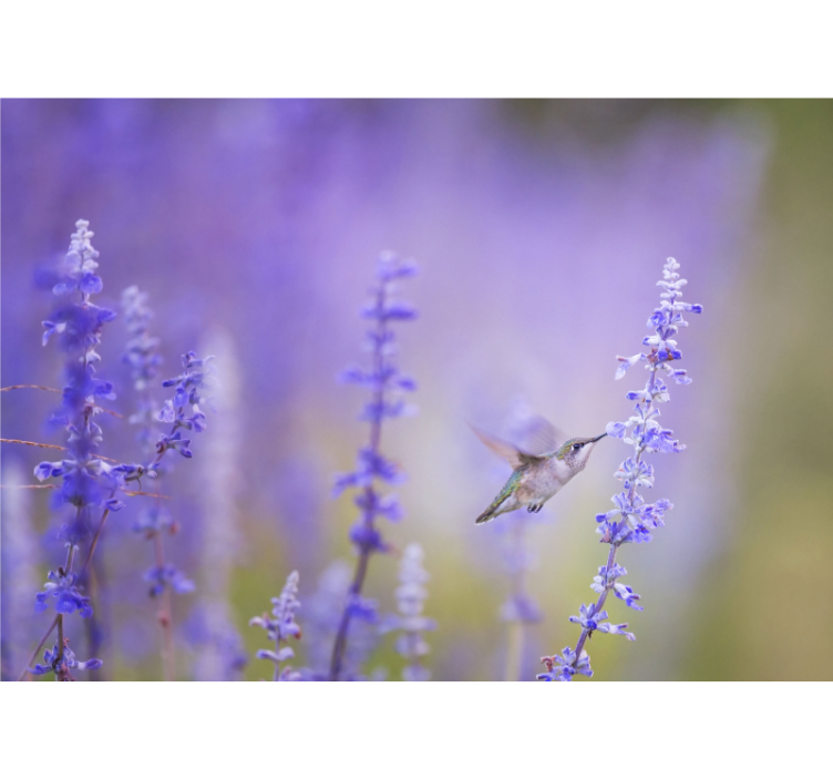 Hummingbird and flowers fototapete cvetje - TenStickers