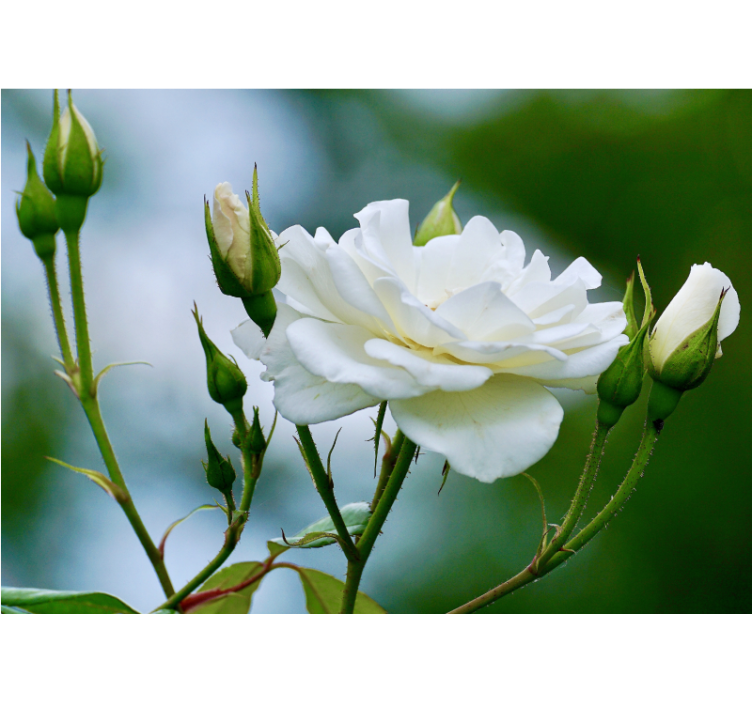 White rose cute pic rose wall fototapeta - TenStickers