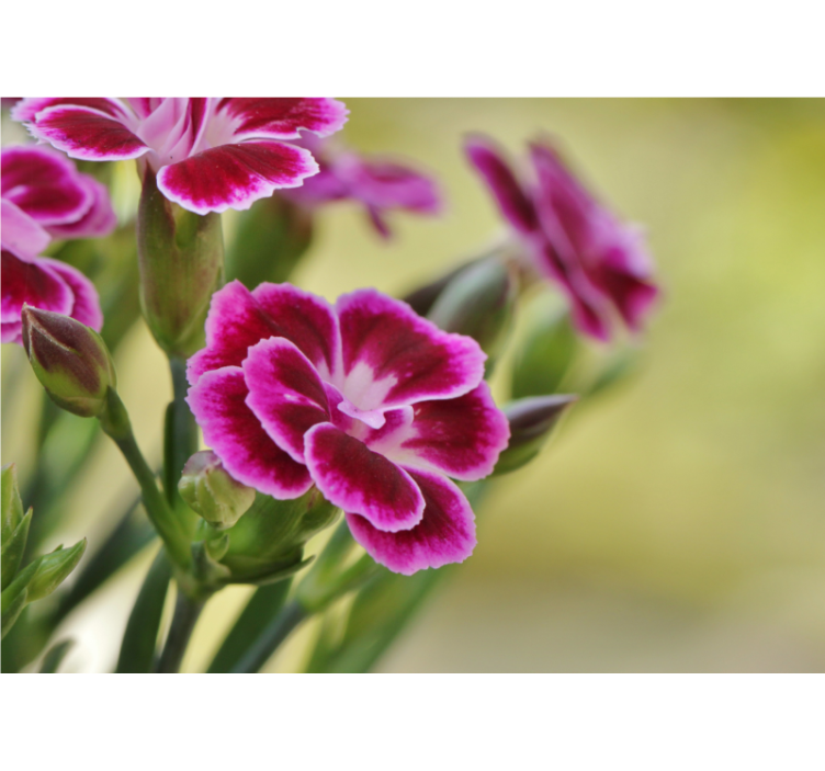 Floral delight fototapeta z makovimi cvetovi - TenStickers