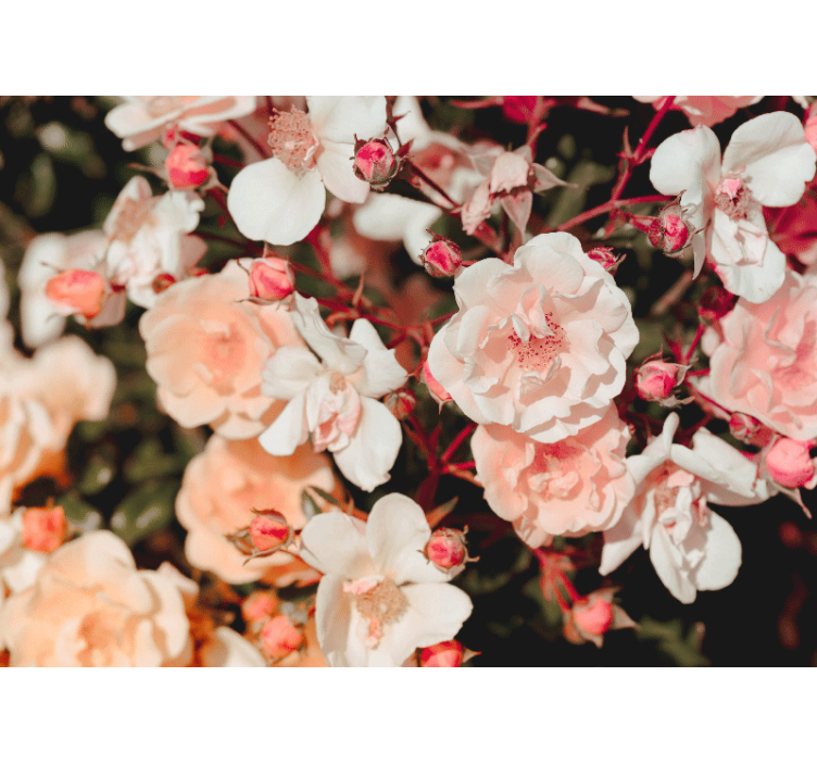 Blossoming rose petals fototapete cvetje - TenStickers