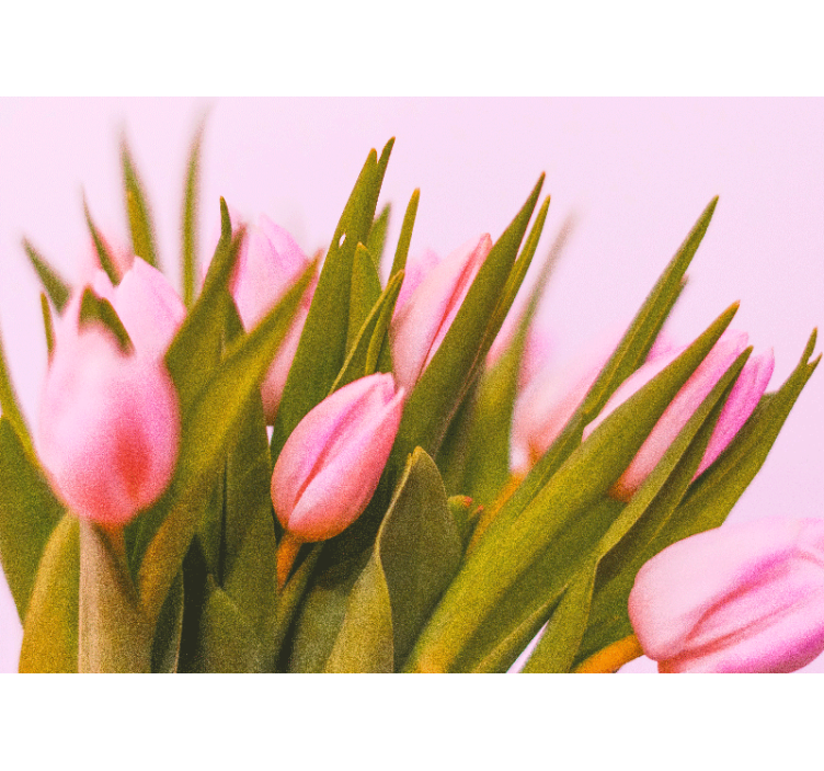 Pink tulip blooms fototapeta z makovimi cvetovi - TenStickers