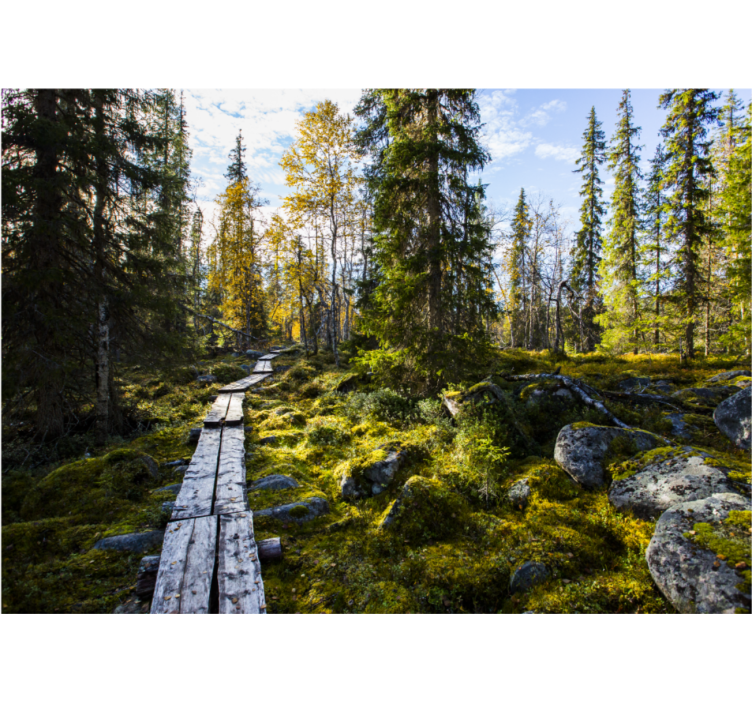 Tranquil forest path fototapete narava - TenStickers