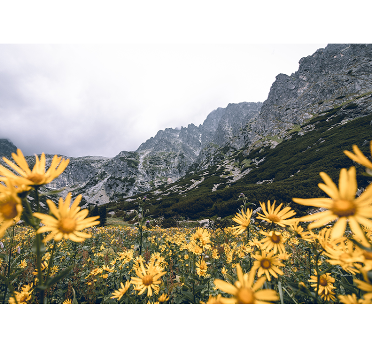 Yellow flower meadow fototapete cvetje - TenStickers