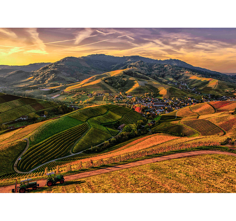 Bujen pogled na vinograd Stenske poslikave - TenStickers