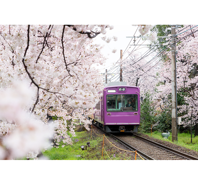 Cherry blossom train fototapete mest in držav - TenStickers