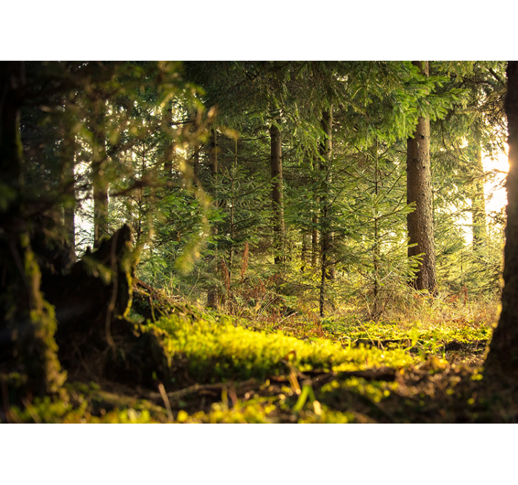 Serene green landscape fototapeta gozd - TenStickers