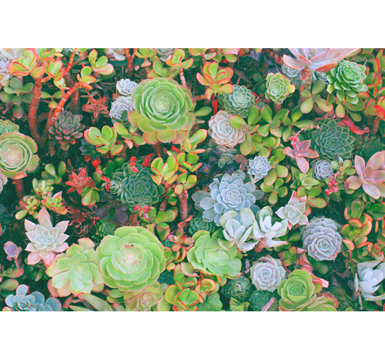Succulent garden flora fototapete cvetje - TenStickers