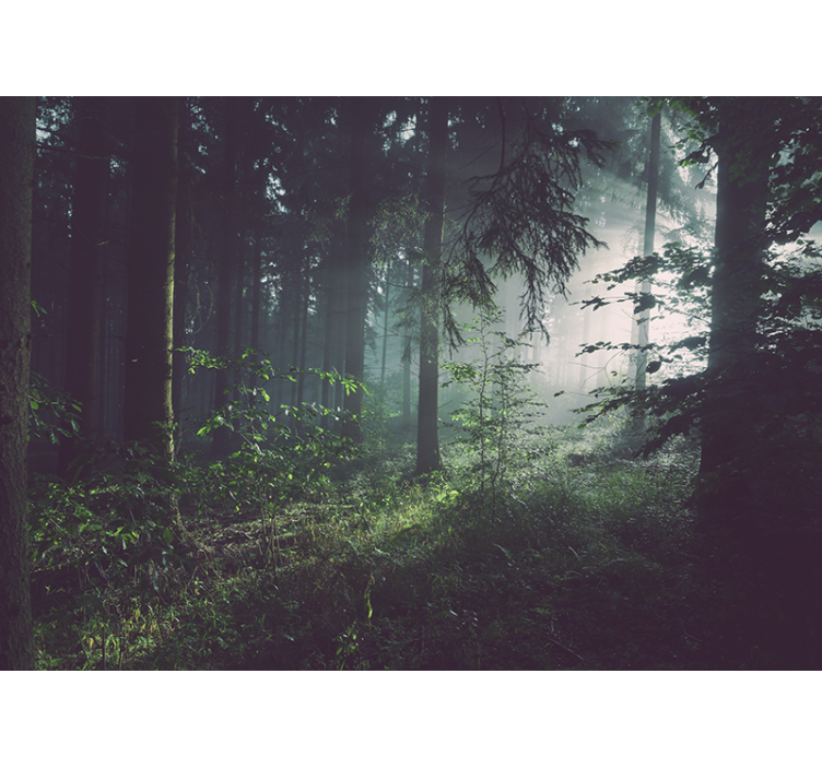 Verdant woodland landscape fototapete narava - TenStickers