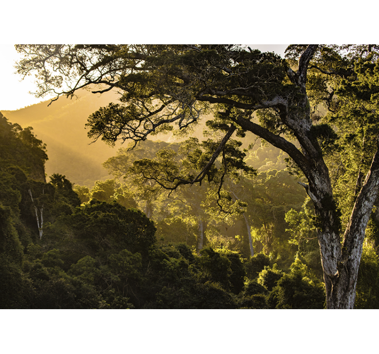 Verdant woodland scenery fototapete narava - TenStickers