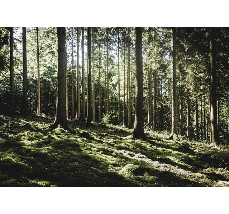 Tranquil forest scene fototapeta gozd - TenStickers