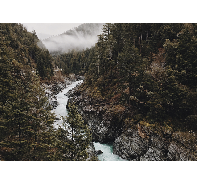 Mokra megla z drevesi gozdna stenska stena - TenStickers