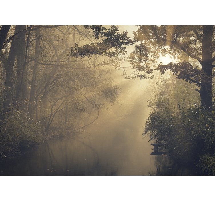 Luminous forest scenery fototapete narava - TenStickers