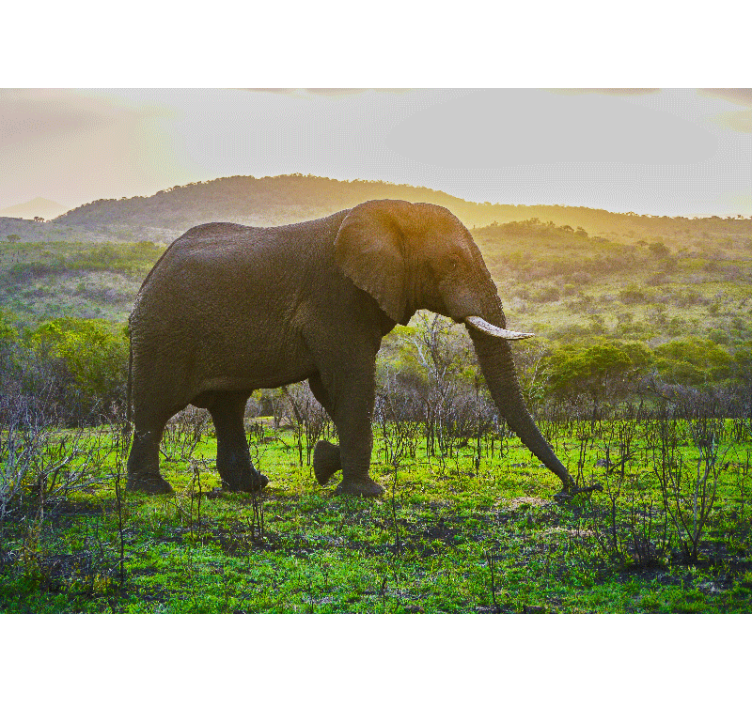 Majestic elephant scene fototapete z živalmi - TenStickers