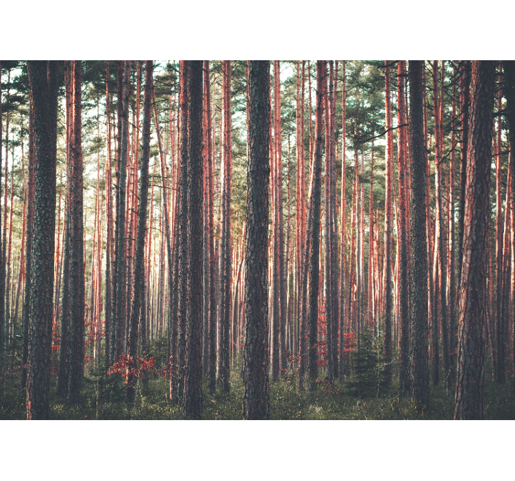 Tranquil pine woods fototapeta gozd - TenStickers