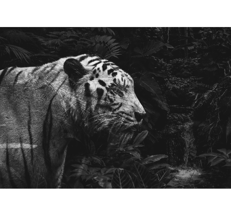 Veličastni beli tiger Fototapete z živalmi - TenStickers