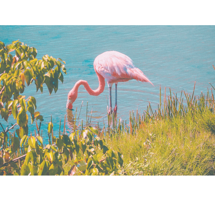 Rožnati flamingo spokojnost Fototapete z živalmi - TenStickers