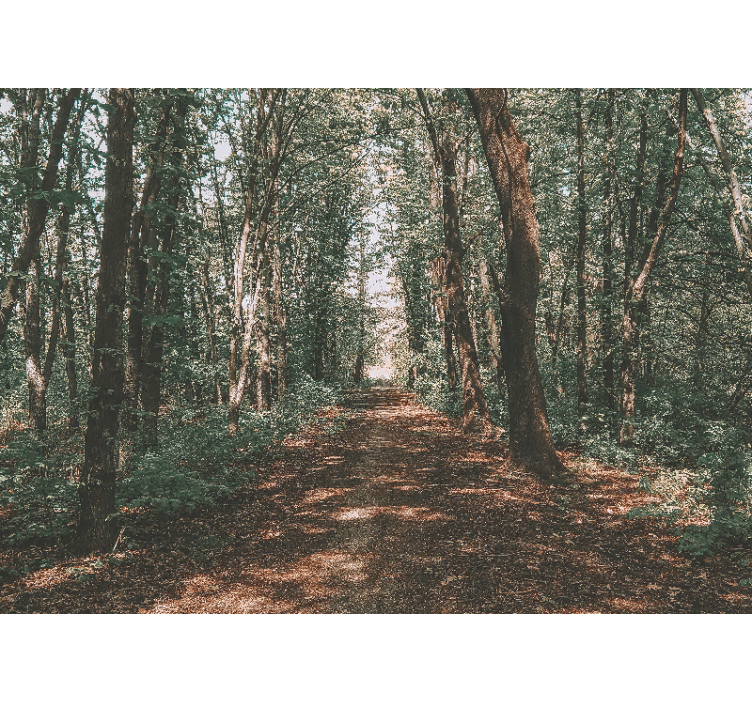 Serene woodland trail fototapeta gozd - TenStickers