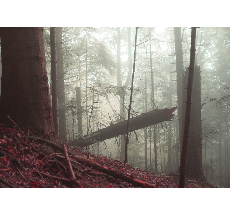Misty woodland view fototapeta gozd - TenStickers