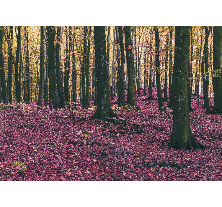 Serene forest scene fototapete narava - TenStickers